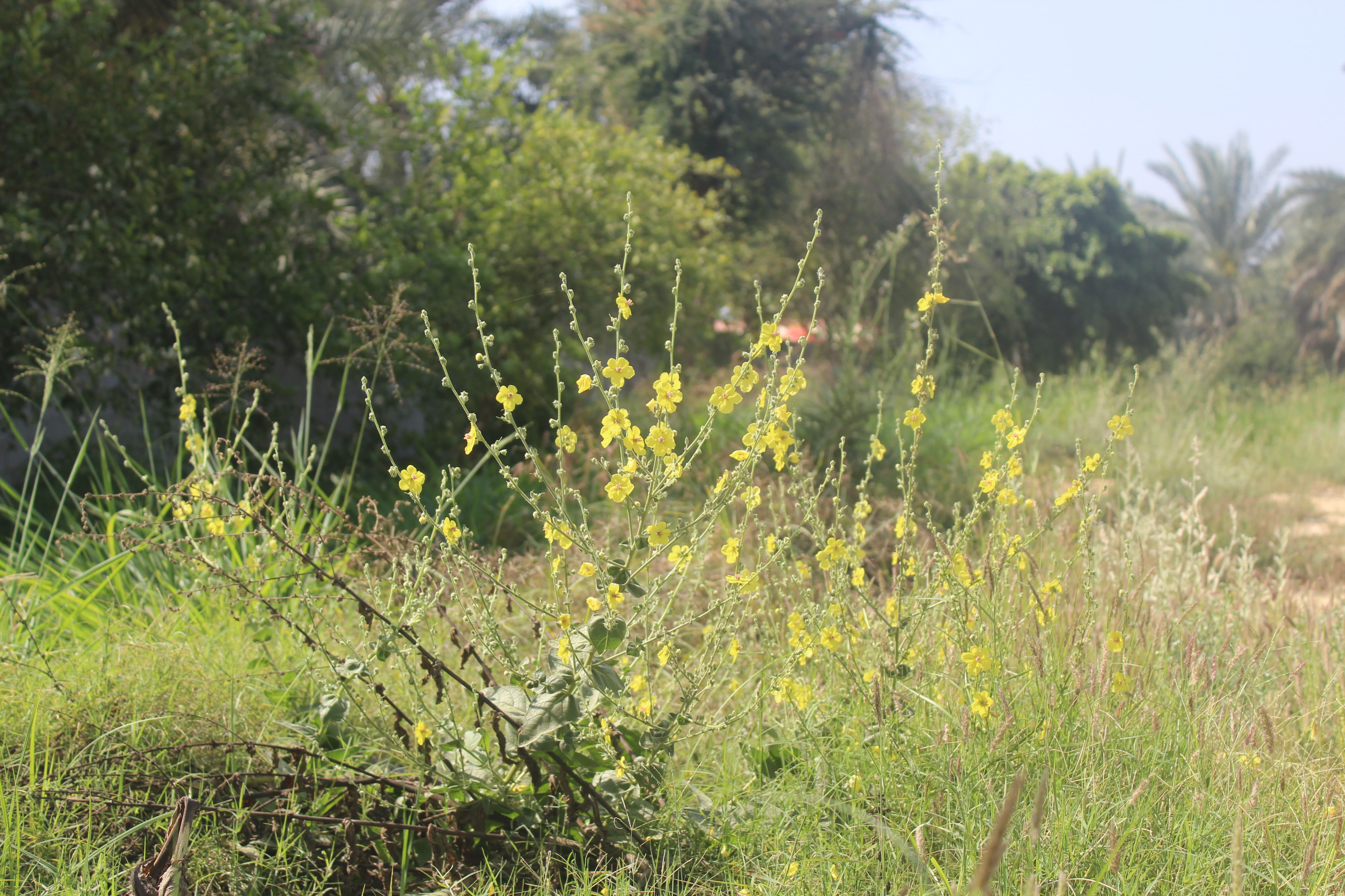 Plant Image